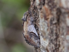 Pebble Prominent (Notodonta ziczac)
