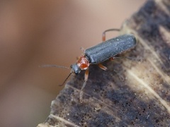 Cantharis pellucida