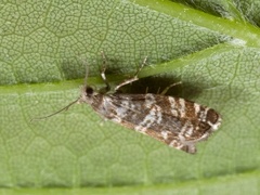 Stripet grankveldvikler (Epinotia tedella)