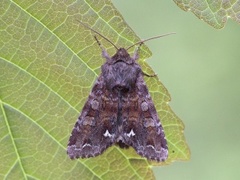 Broom Moth (Ceramica pisi)