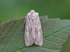 Brunt kappefly (Lithophane socia)