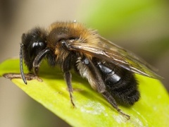 Storsandbie (Andrena carantonica)