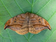 Dusky Hook-tip (Drepana curvatula)