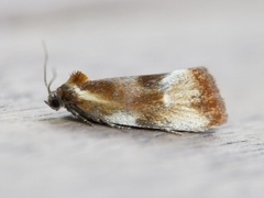 Brassy Tortrix (Eulia ministrana)