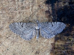 Einerdvergmåler (Eupithecia intricata)