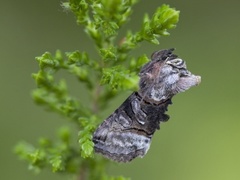 The Spectacle (Abrostola tripartita)
