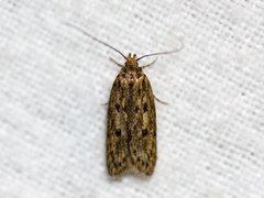 Brown House Moth (Hofmannophila pseudospretella)