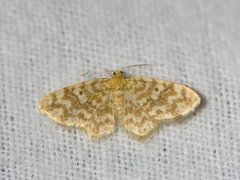 Small Yellow Wave (Hydrelia flammeolaria)