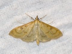 Translucent Pearl (Paratalanta hyalinalis)