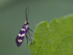 Yellow-barred Gold (Micropterix aureatella)