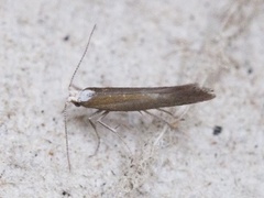 Bronze Argent (Argyresthia arceuthina)