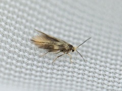 Lime Bent-wing (Bucculatrix thoracella)