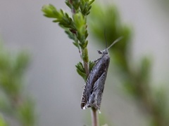 Stor seljesigdvikler (Ancylis geminana)