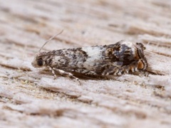 White Sallow Bell (Epinotia subocellana)