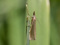 Yellow Satin Veneer (Crambus perlella)