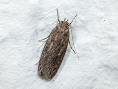 Brown House Moth (Hofmannophila pseudospretella)
