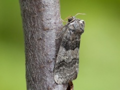 Ospehalvspinner (Tethea or)