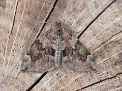 Spruce Carpet (Thera variata)