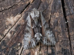 The Saxon (Hyppa rectilinea)