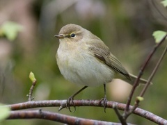 Gransanger (Phylloscopus collybita)