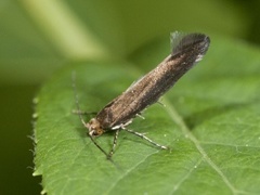 Apple Fruit Moth (Argyresthia conjugella)