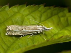 Smalstreknebbmott (Crambus lathoniellus)