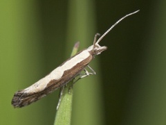 Vandrekålmøll (Plutella xylostella)