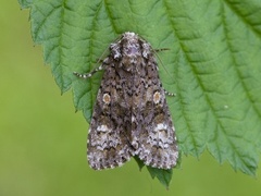 The Coronet (Craniophora ligustri)