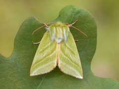 Rødfrynset båtfly (Pseudoips prasinana)