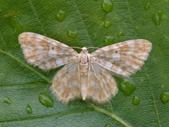 Small Yellow Wave (Hydrelia flammeolaria)