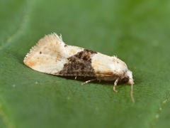 Vine Moth (Eupoecilia ambiguella)