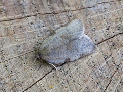 Large Ivy Tortrix (Lozotaenia forsterana)