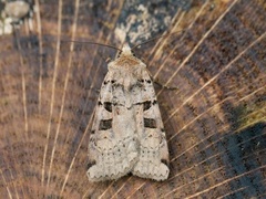 Triangelbakkefly (Xestia triangulum)