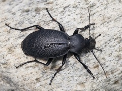 Lærløper (Carabus coriaceus)