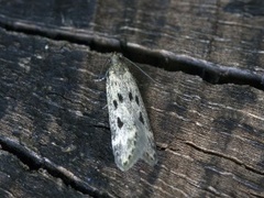 Chionodes electella