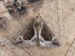 Beautiful Snout (Hypena crassalis)