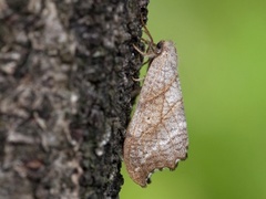Scalloped Hook-tip (Falcaria lacertinaria)