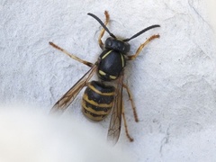 Engveps (Dolichovespula saxonica)