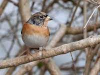 Bjørkefink (Fringilla montifringilla)