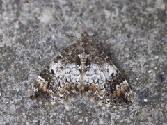 Common Marbled Carpet (Dysstroma truncata)