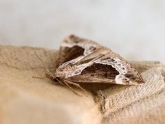 Beautiful Snout (Hypena crassalis)