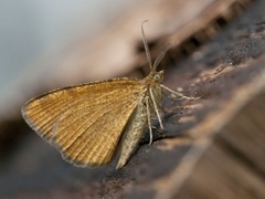 Rannoch Looper (Macaria brunneata)