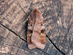 Purple Clay (Diarsia brunnea)
