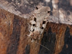 Triangelbakkefly (Xestia triangulum)