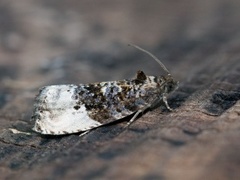 Grå knoppvikler (Hedya nubiferana)