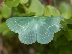 Large Emerald (Geometra papilionaria)