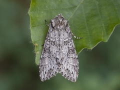 Grey Arches (Polia nebulosa)