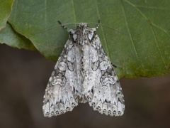 Grey Arches (Polia nebulosa)