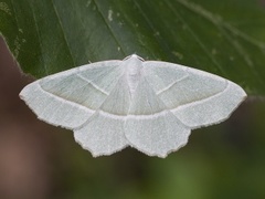 Light Emerald (Campaea margaritaria)