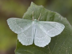 Large Emerald (Geometra papilionaria)